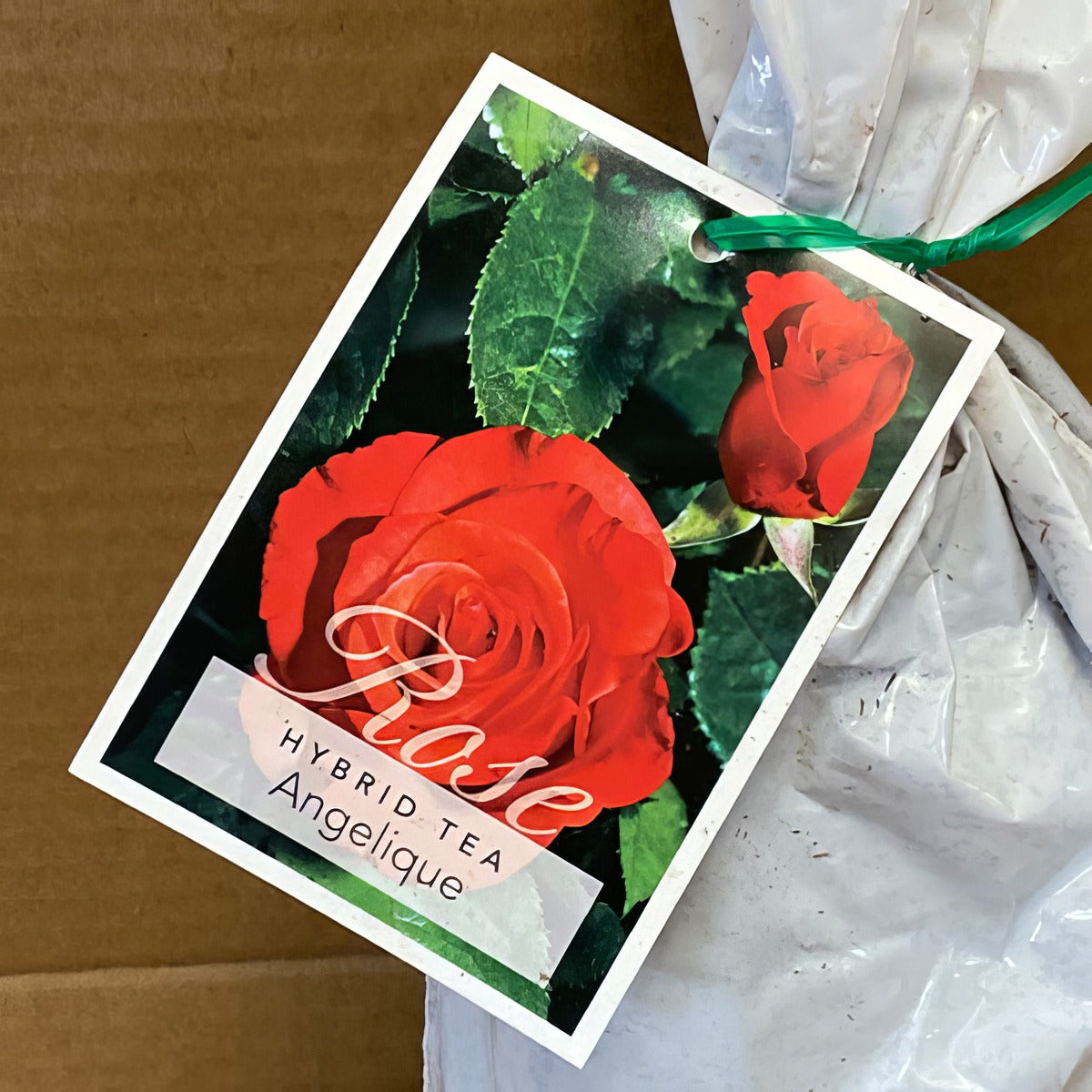 Rose Angelique Roshang 2 - Garden Express Australia