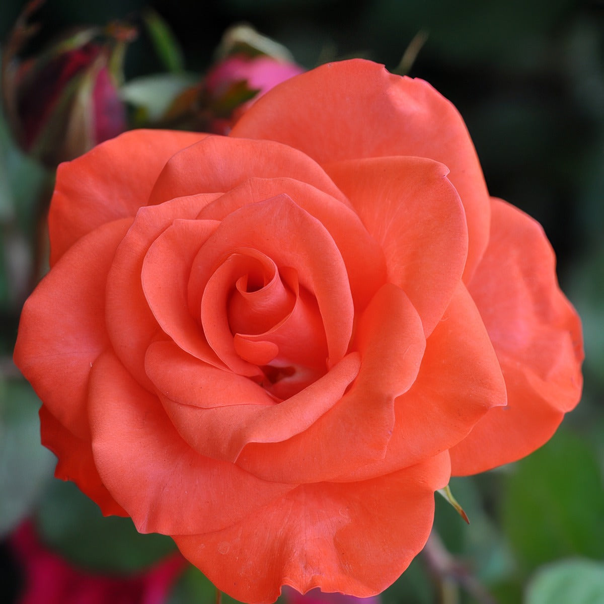 Rose Angelique Roshang - Garden Express Australia