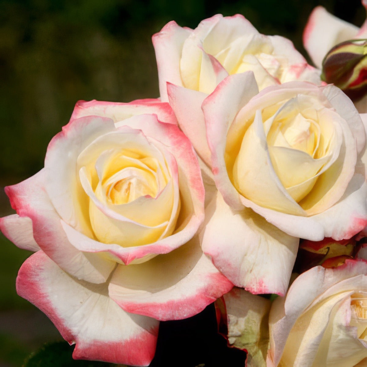Rose Athene Roshathn - Garden Express Australia