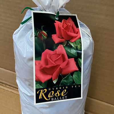 Rose Ballet Roshbal 2 - Garden Express Australia