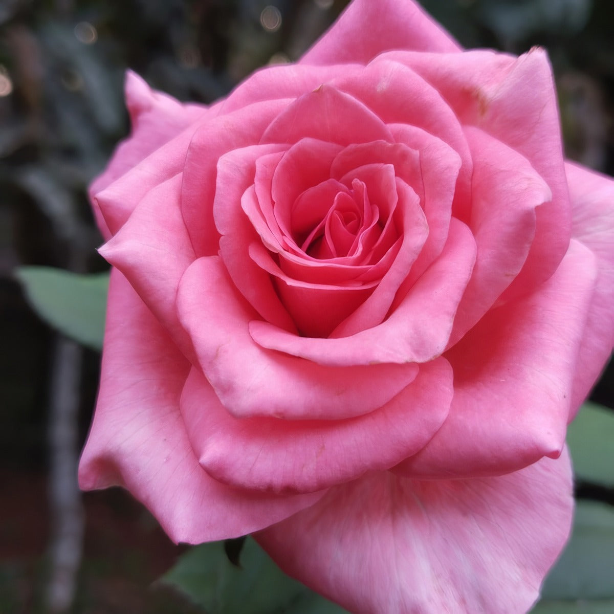 Rose Ballet Roshbal - Garden Express Australia