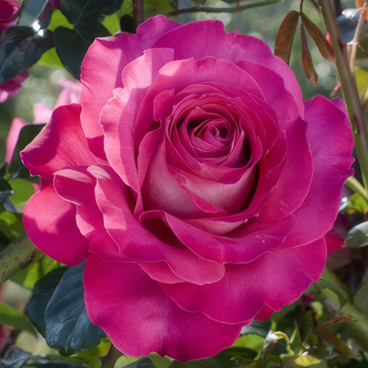Baronne De Rothschild 15 Var Meigriso - Garden Express Australia