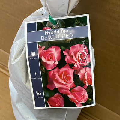 Rose Bewitched Roshbew 1 - Garden Express Australia