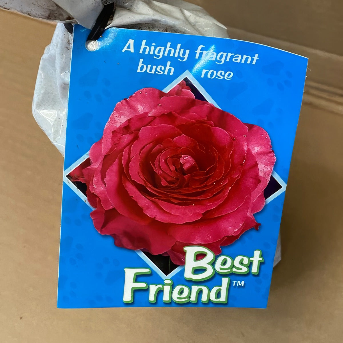Rose Best Friend Roshbfr 2 - Garden Express Australia