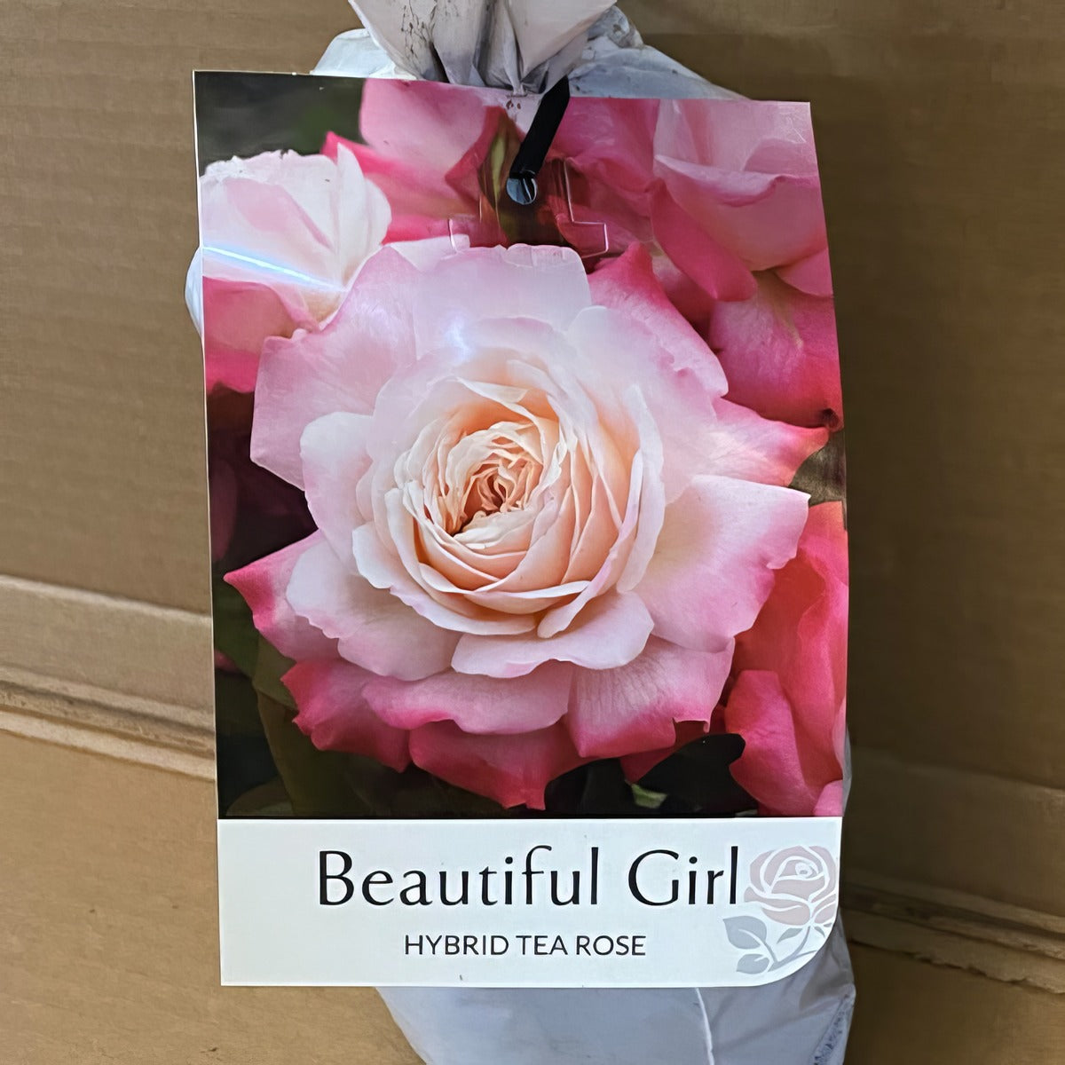 Rose Beautiful Girl Roshbgi 2 - Garden Express Australia