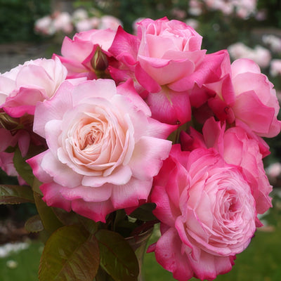 Rose Beautiful Girl Roshbgi - Garden Express Australia