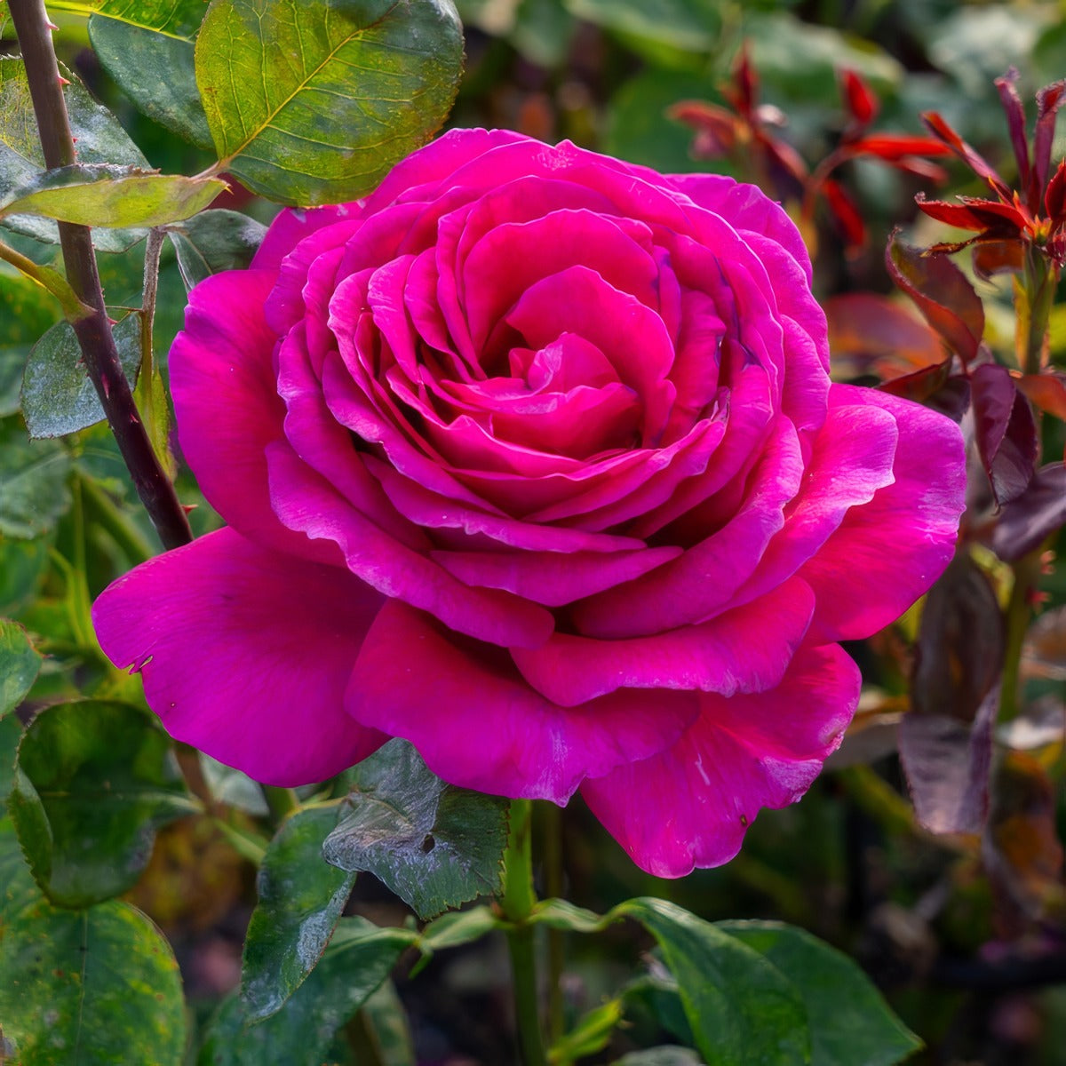 Rose Big Purple Roshbpu - Garden Express Australia