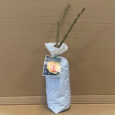 Rose Brandy Roshbra 2 - Garden Express Australia