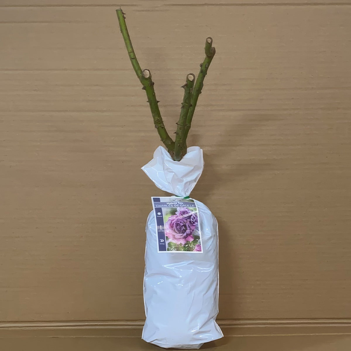 Rose Charles De Gaulle Roshcdg 1 - Garden Express Australia