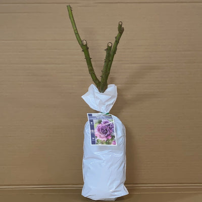 Rose Charles De Gaulle Roshcdg 1 - Garden Express Australia