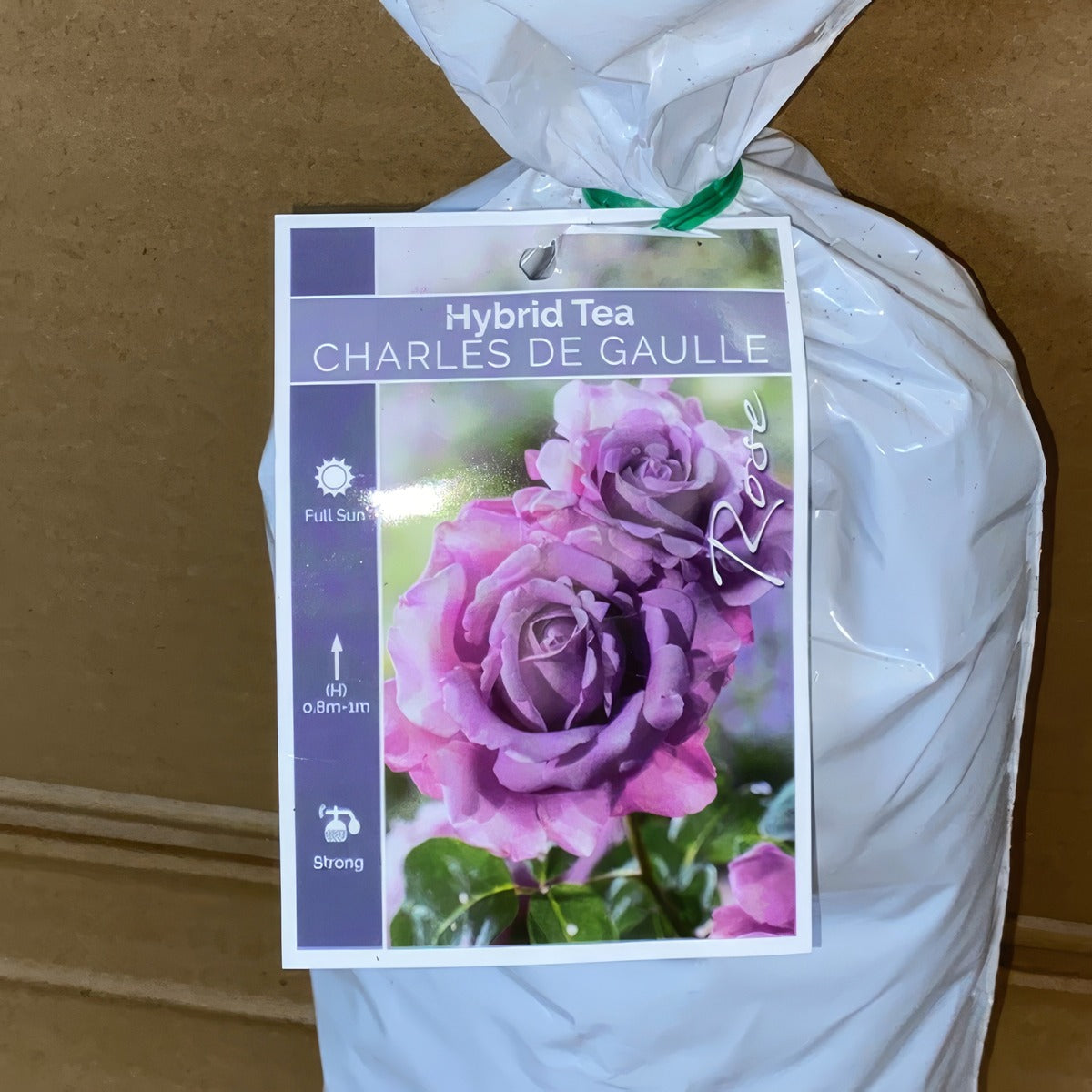 Rose Charles De Gaulle Roshcdg 2 - Garden Express Australia