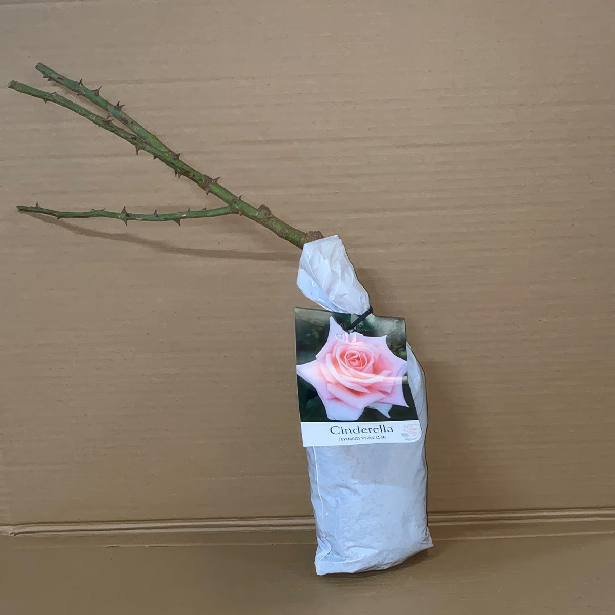Rose Cinderella Roshcin 1 - Garden Express Australia
