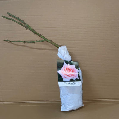 Rose Cinderella Roshcin 1 - Garden Express Australia