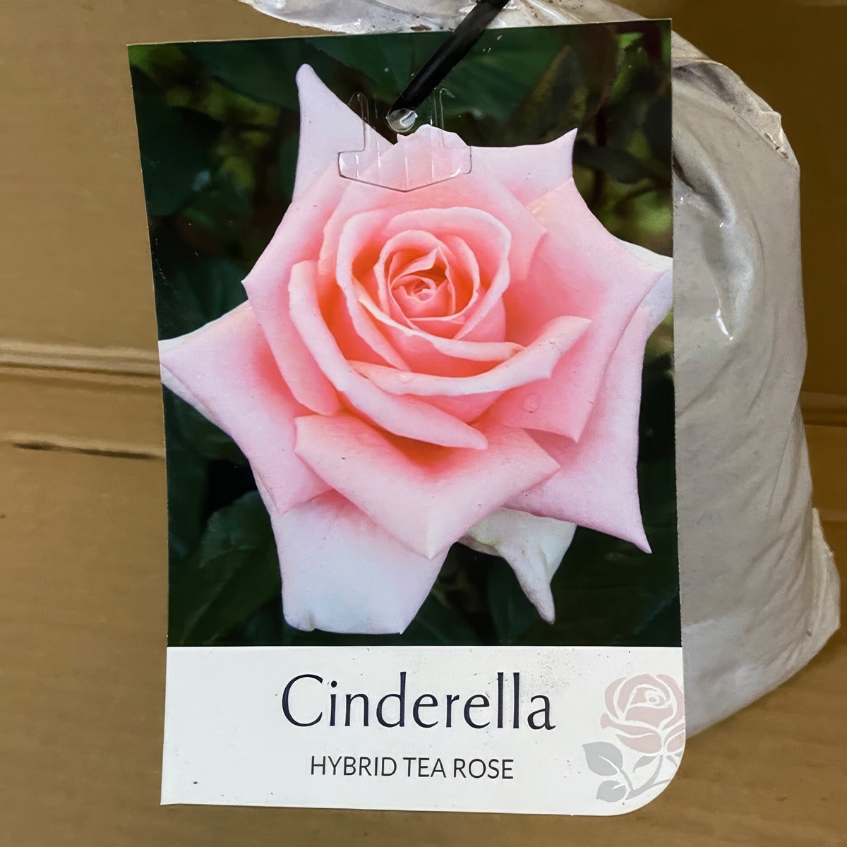 Rose Cinderella Roshcin 2 - Garden Express Australia