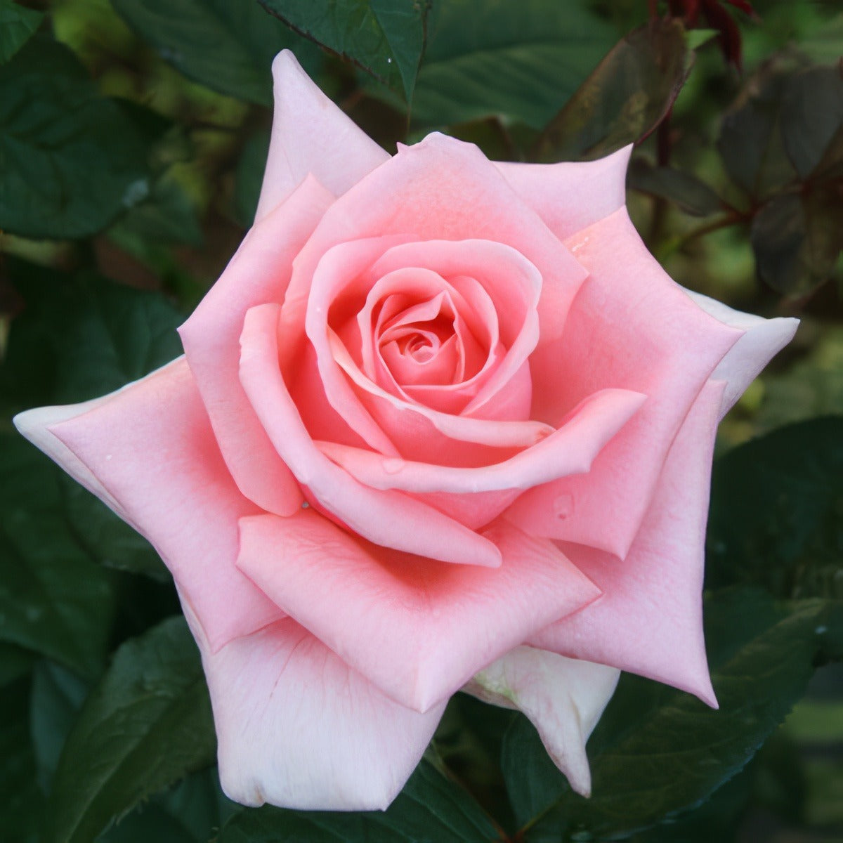 Rose Cinderella Roshcin - Garden Express Australia