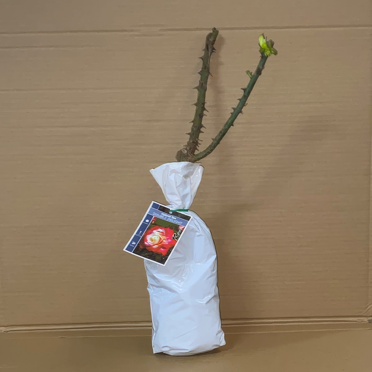 Rose Double Delight Roshdde 1 - Garden Express Australia
