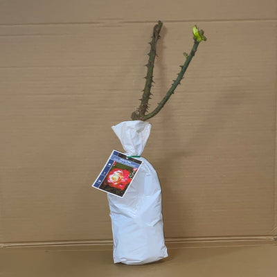 Rose Double Delight Roshdde 1 - Garden Express Australia