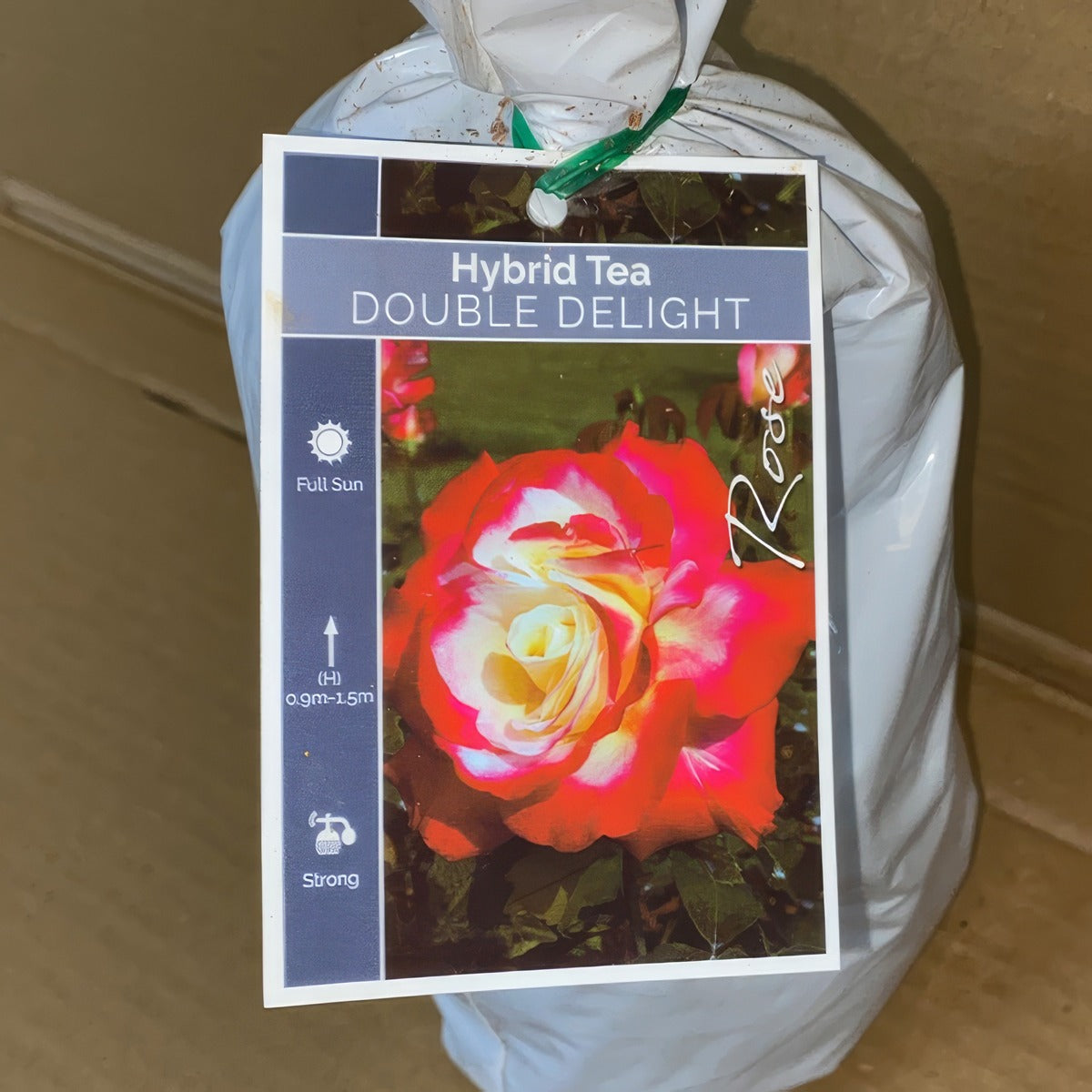 Rose Double Delight Roshdde 2 - Garden Express Australia