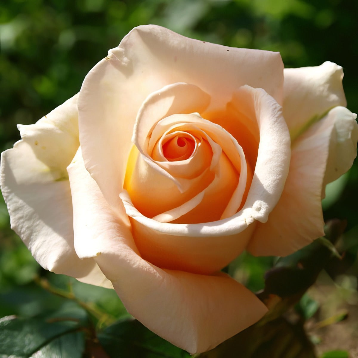 Rose Diamond Jubilee 2025 Roshdju - Garden Express Australia