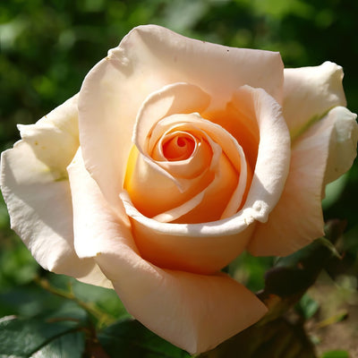 Rose Diamond Jubilee 2025 Roshdju - Garden Express Australia