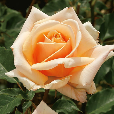 Rose Diamond Jubilee Roshdju - Garden Express Australia