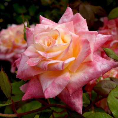 Rose Diana Princess Of Wales Roshdpw - Garden Express Australia