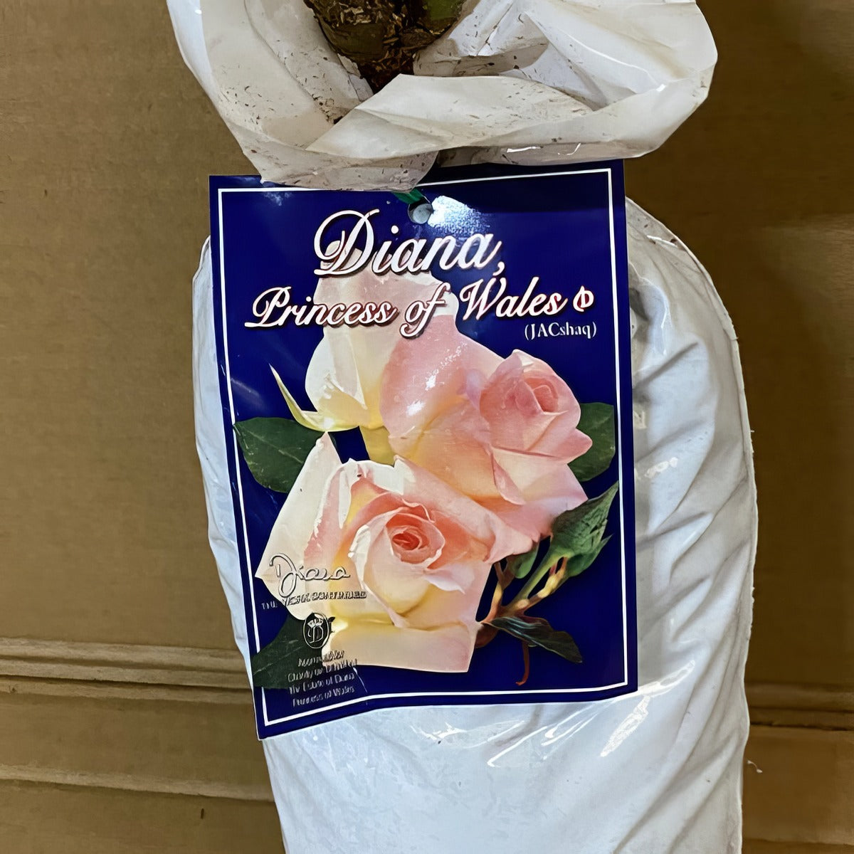 Rose Diana Princess Of Whales Roshdpw 1 - Garden Express Australia