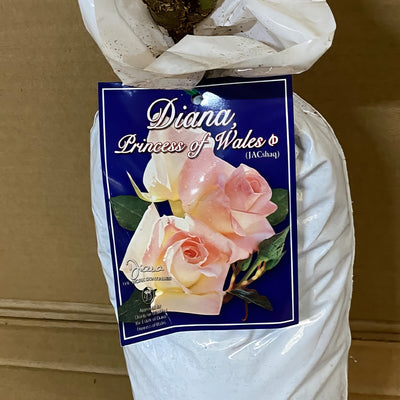 Rose Diana Princess Of Whales Roshdpw 1 - Garden Express Australia