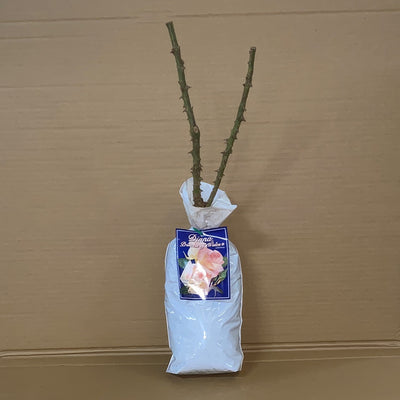 Rose Diana Princess Of Whales Roshdpw 2 - Garden Express Australia