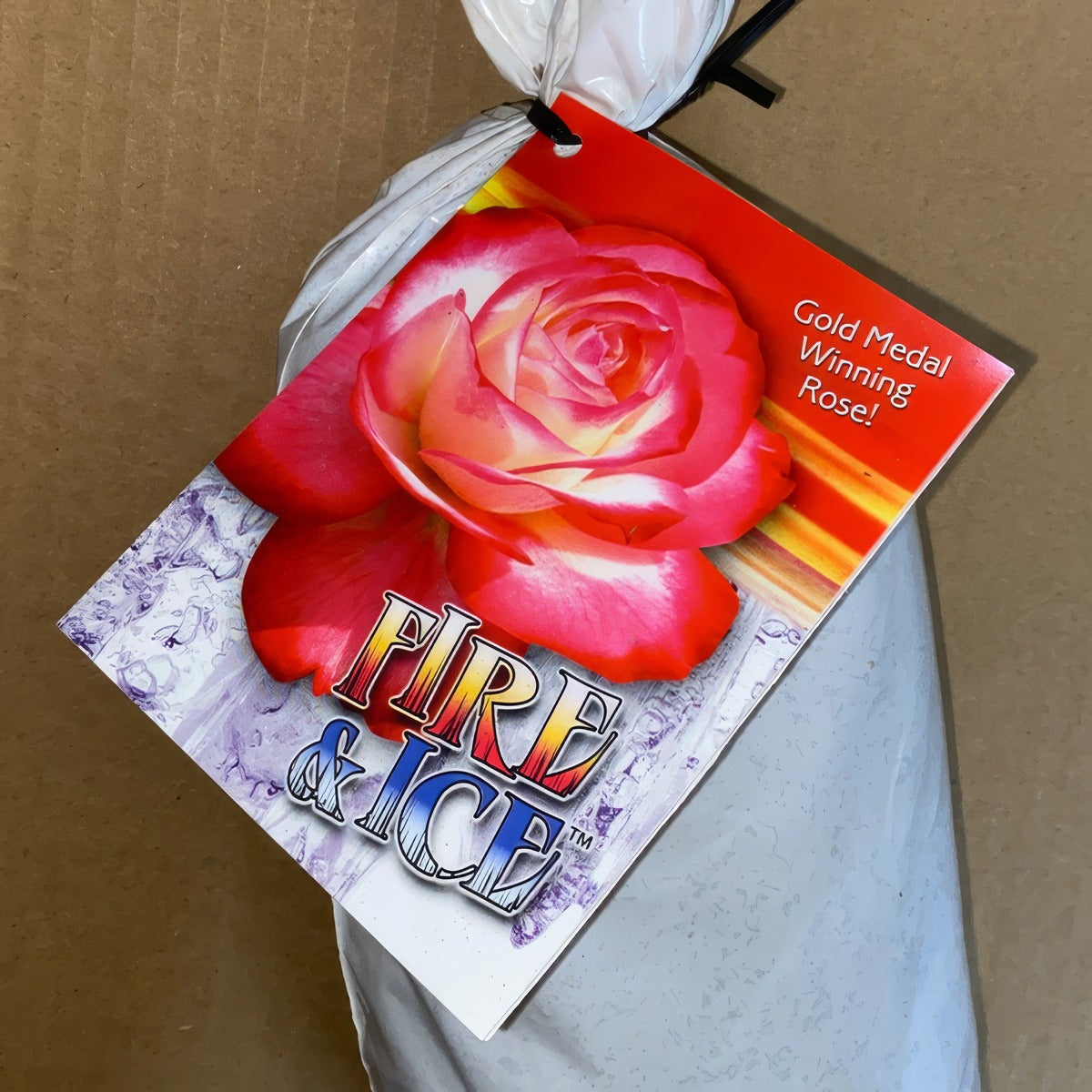 Rose Fire And Ice Roshfai 2 - Garden Express Australia