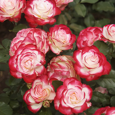 Fire Ice 16 - Garden Express Australia