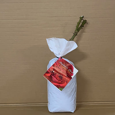 Rose Fathers Love Roshfal 1 - Garden Express Australia