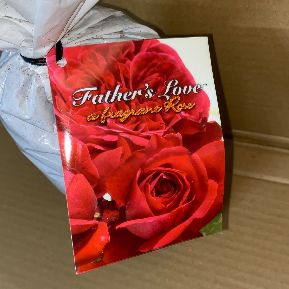 Rose Fathers Love Roshfal 2 - Garden Express Australia