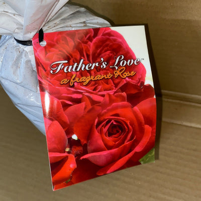 Rose Fathers Love Roshfal 2 - Garden Express Australia