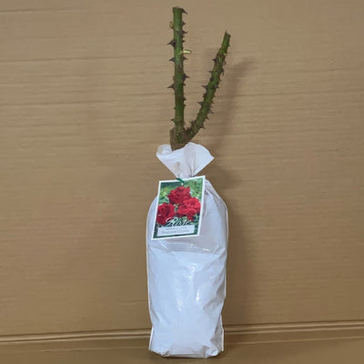 Rose Fragrant Charm Roshfch 1 - Garden Express Australia