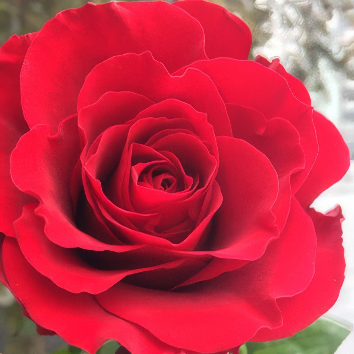 Fragrant Charm Roshfch - Garden Express Australia
