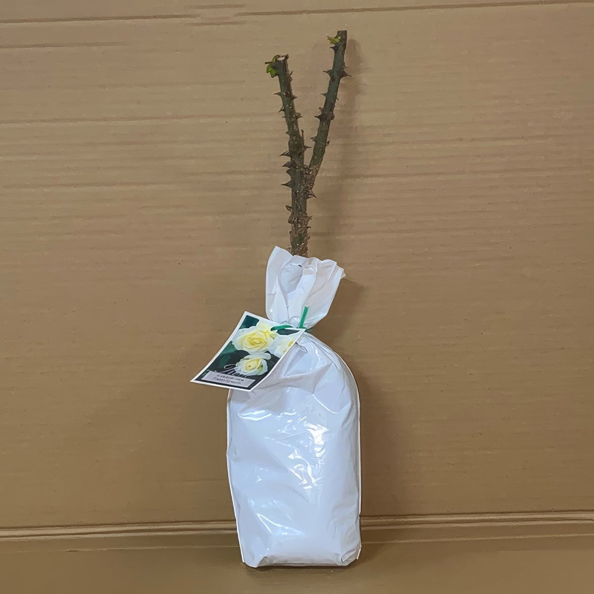 Rose Fresh Cream Roshfcr 1 - Garden Express Australia