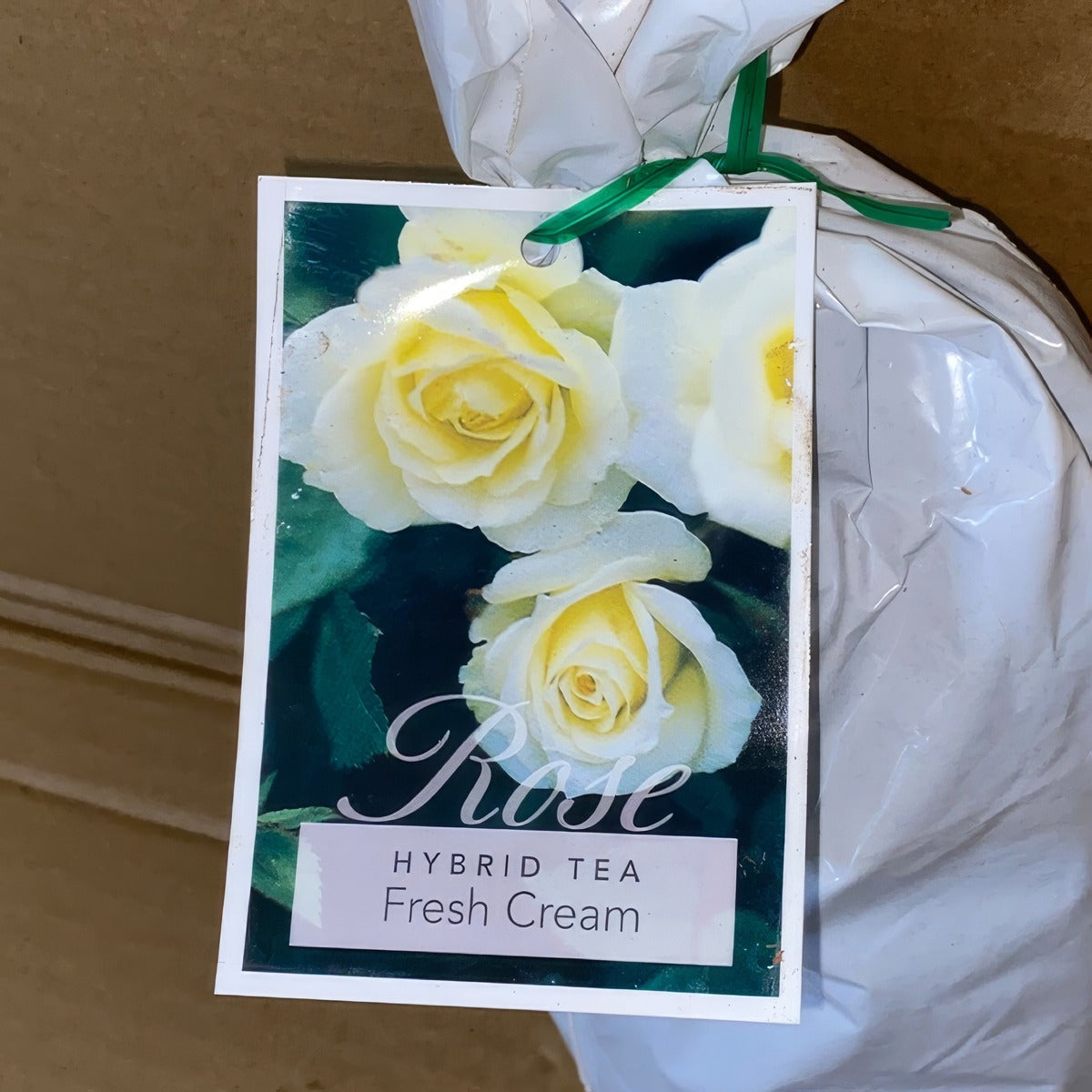 Rose Fresh Cream Roshfcr 2 - Garden Express Australia