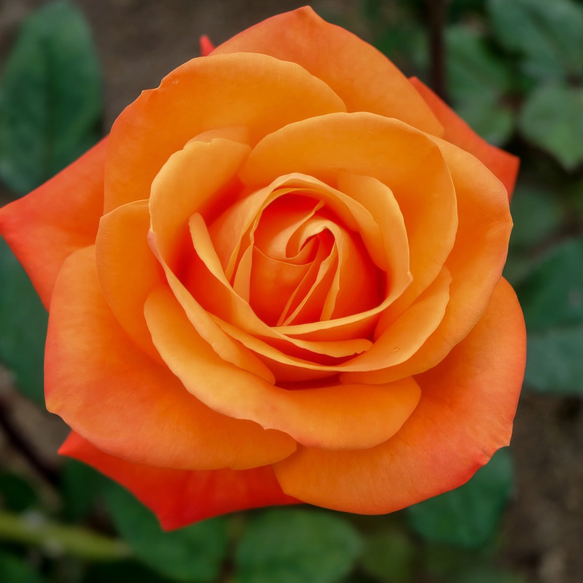 Rose Fearless Rosffea - Garden Express Australia