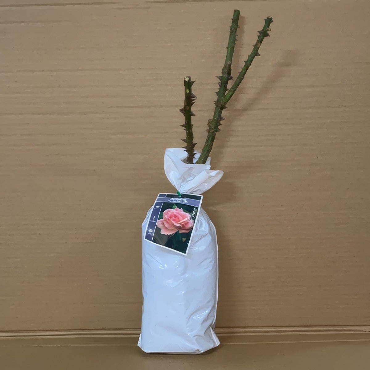 Rose Flamingo Roshfla 1 - Garden Express Australia