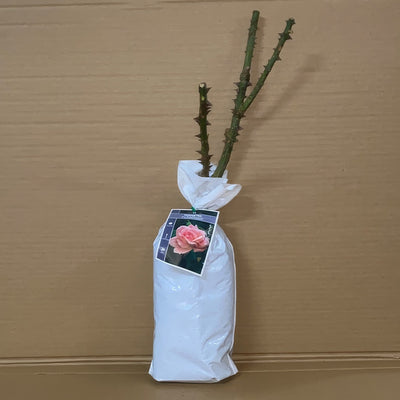 Rose Flamingo Roshfla 1 - Garden Express Australia