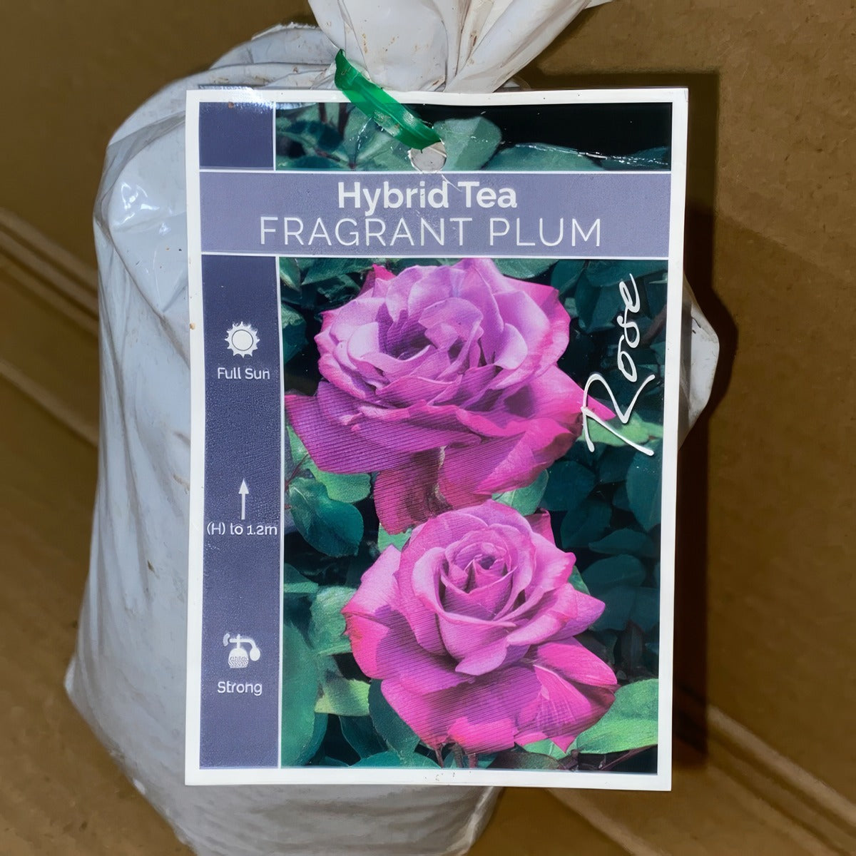 Rose Fragrant Plum Roshfpl 1 - Garden Express Australia
