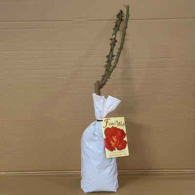 Rose Fiona S Wish Roshfwi 1 - Garden Express Australia