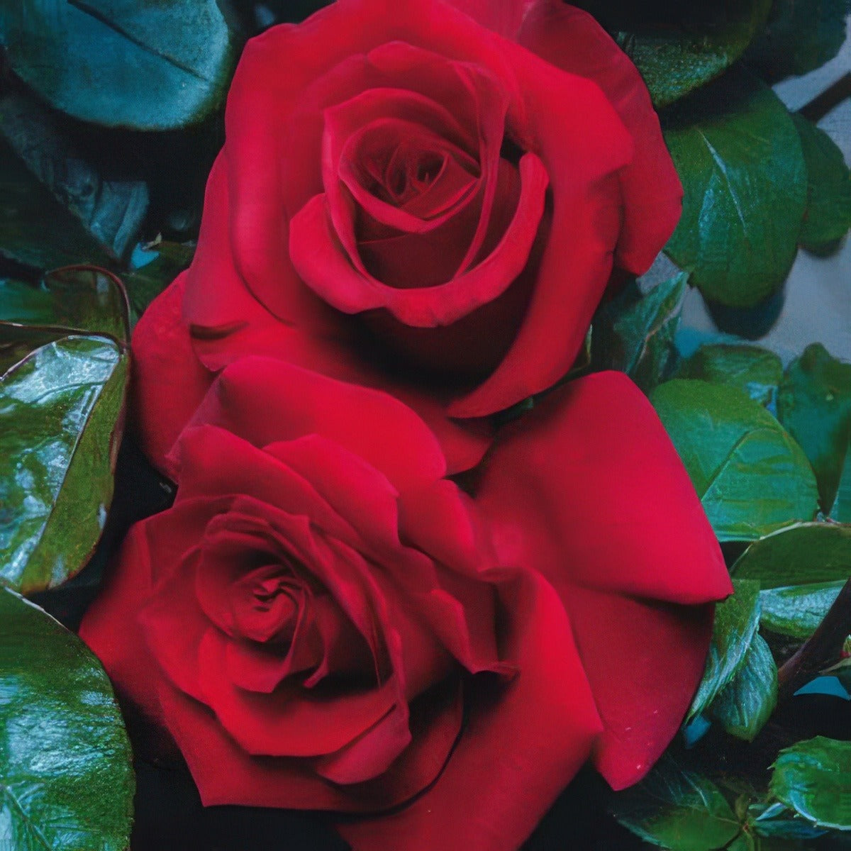 Rose Grandpas - Garden Express Australia