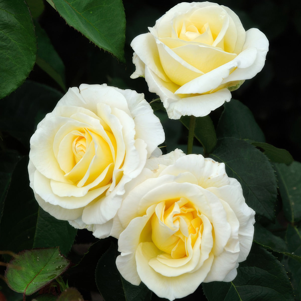 Rose Graham Ross Am Roshgro - Garden Express Australia
