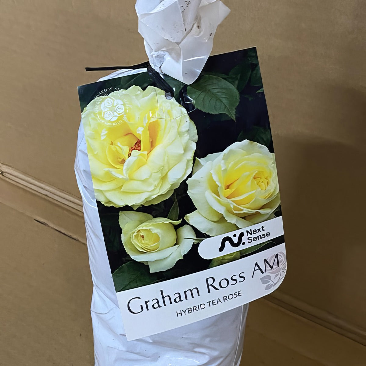 Rose Grayham Ross Am Roshgro 2 - Garden Express Australia