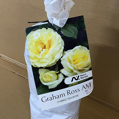 Rose Grayham Ross Am Roshgro 2 - Garden Express Australia