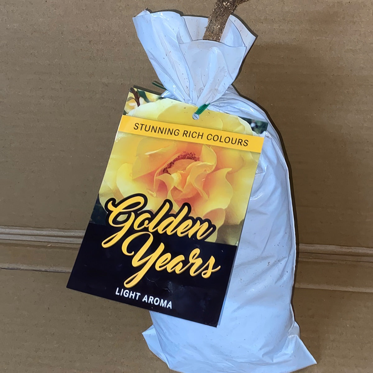 Rose Golden Years Roshgye 1 - Garden Express Australia