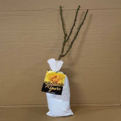 Rose Golden Years Roshgye 2 - Garden Express Australia