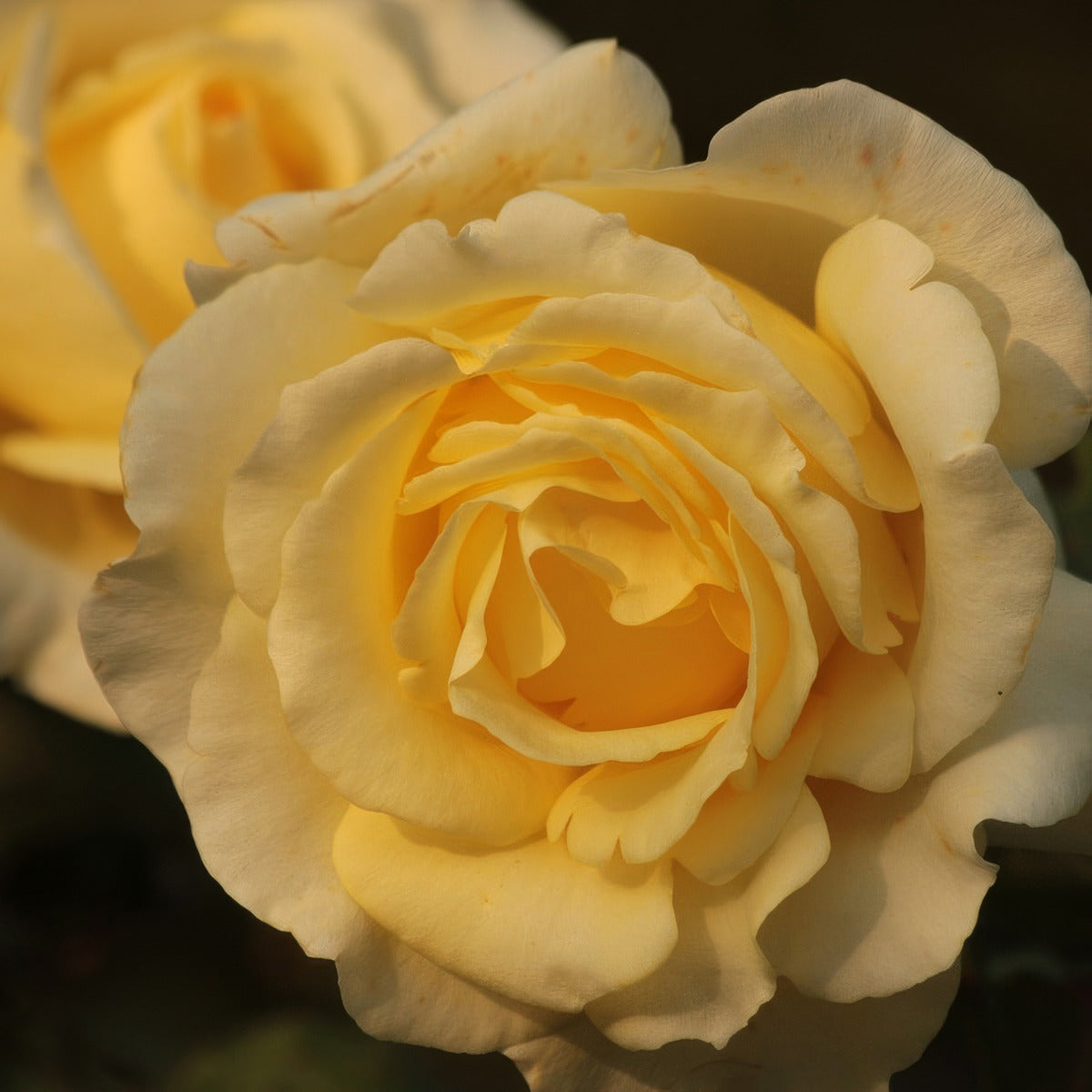 Rose Golden Years Rosfgye - Garden Express Australia